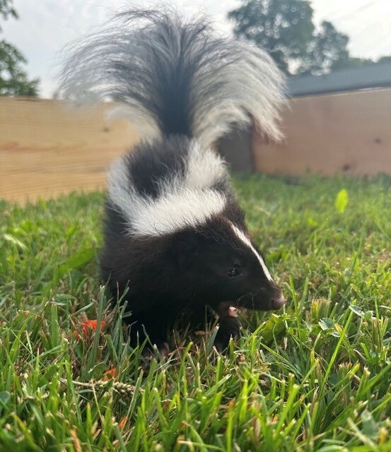Skunk_Pepper.jpg