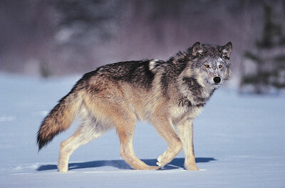 Gray-wolf.jpg