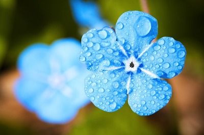 blue-flower-g5c412912d_640.jpg