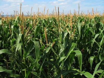 corn-field-1935_6401.jpg