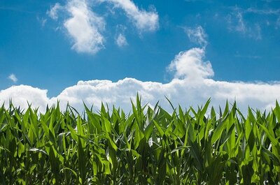 corn-field-440338_640.jpg