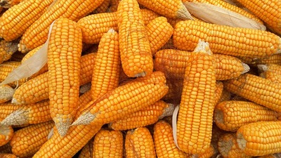 corn-g2c2eebea0_640.jpg