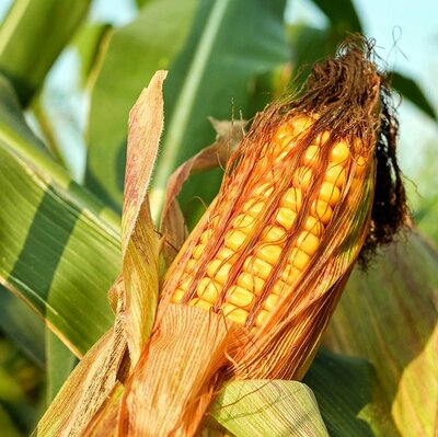 corn-on-the-cob-2941068_6400.jpg