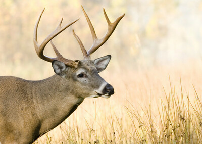 depositphotos_1885751-stock-photo-buck-whitetail-deer.jpg