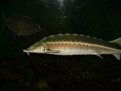 european-sturgeon-53976_6400.jpg