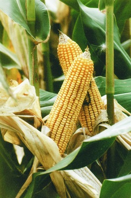 field-corn-on-stalk.jpg