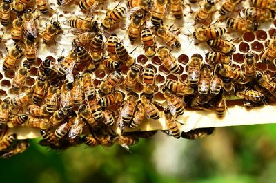 honey-bees-401238_640.jpg