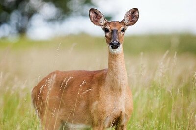 roe-deer-1367182_640.jpg