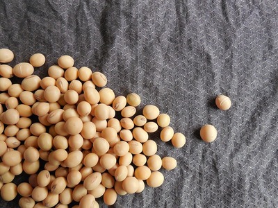soybeans-g185f8a8ce_640.jpg