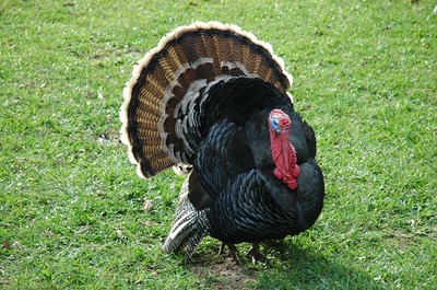 turkey-g5ccba36ab_640.jpg