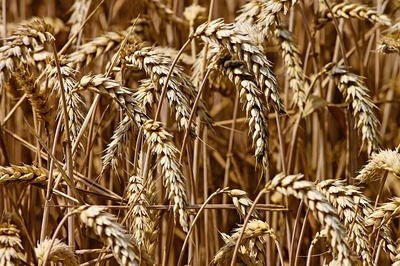 wheat-g545cd04c8_640.jpg