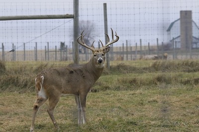 white-tailed-deer-gf2553a1ef_640.jpg